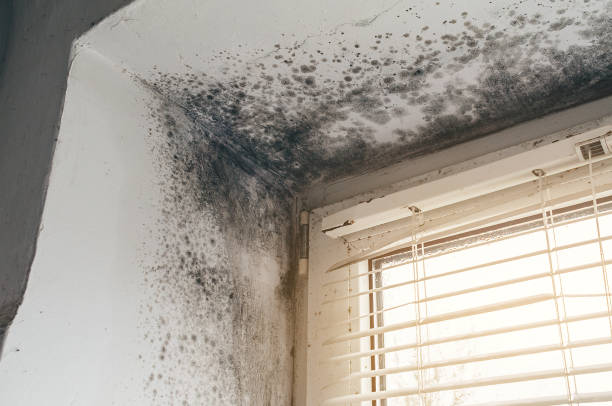 Affordable Crawl Space Mold Remediation solutions in Oak Hall, VA